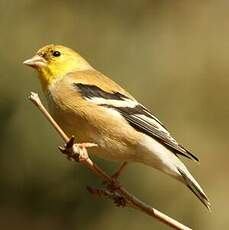 Chardonneret jaune