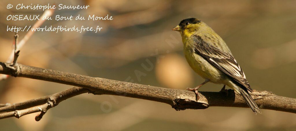 Lesser Goldfinch