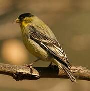 Lesser Goldfinch