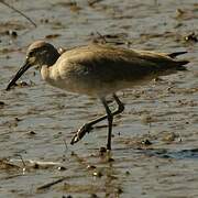 Willet