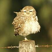 Burrowing Owl