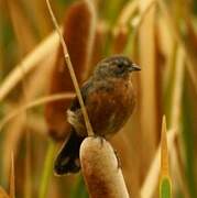 Black-and-rufous Warbling Finch