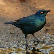 Cape Starling