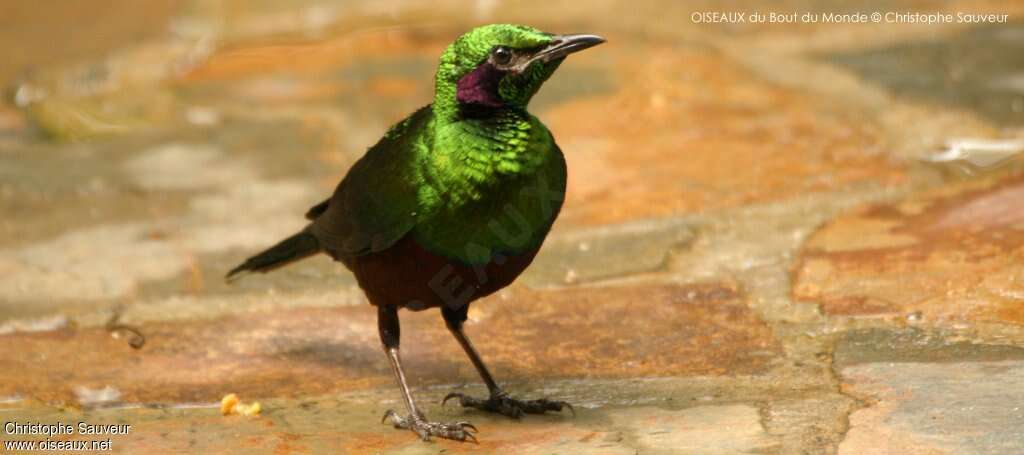 Emerald Starlingadult, pigmentation