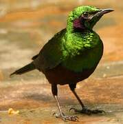 Emerald Starling