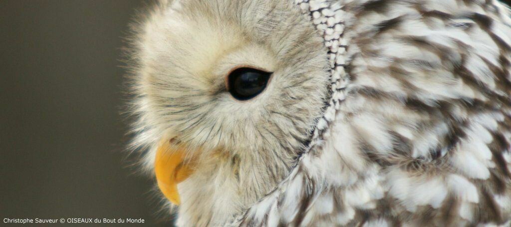 Ural Owl