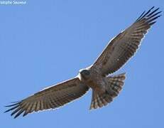 Black-chested Snake Eagle