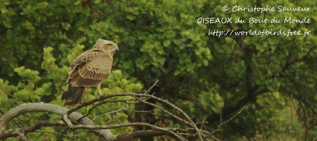 Brown Snake Eagle