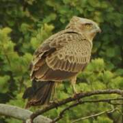 Brown Snake Eagle