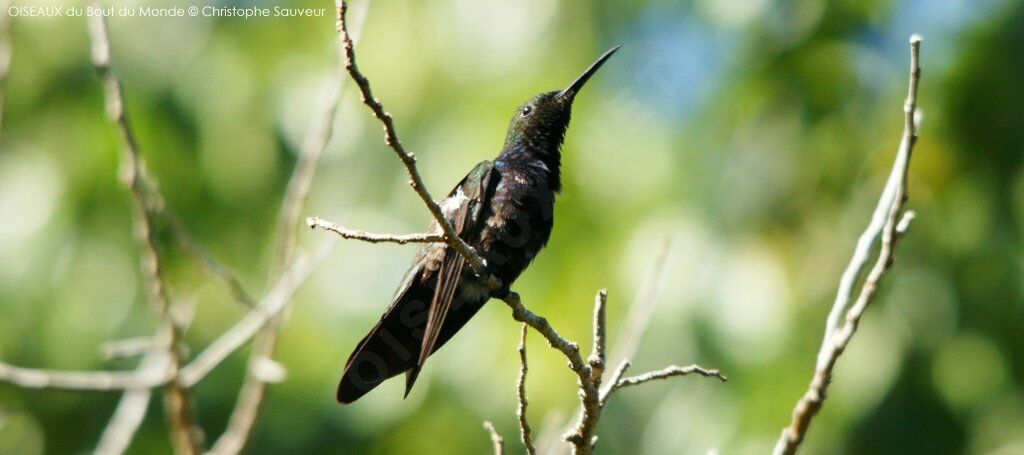 Colibri à gorge rubis