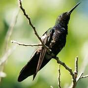 Colibri à gorge rubis