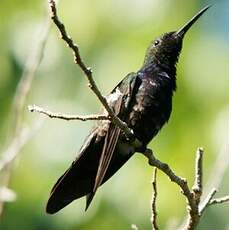 Colibri à gorge rubis