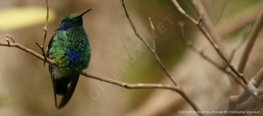 Sparkling Violetear