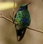 Sparkling Violetear