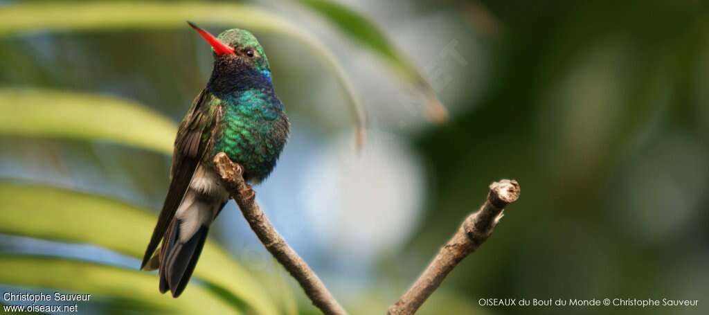 Colibri circé