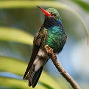 Broad-billed Hummingbird