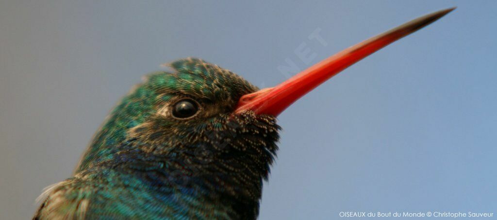 Broad-billed Hummingbird