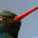 Colibri circé