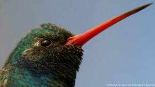 Broad-billed Hummingbird