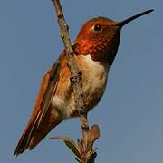 Allen's Hummingbird