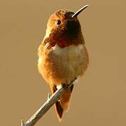 Allen's Hummingbird