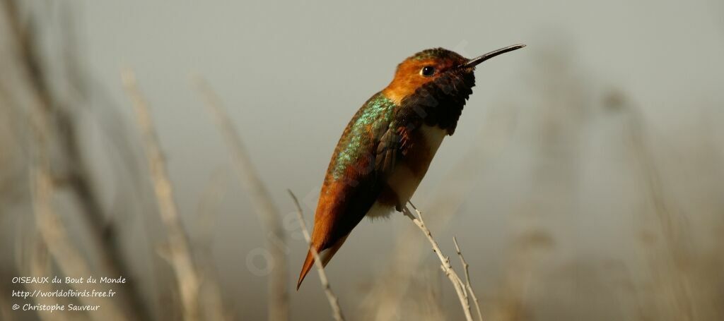 Colibri d'Allen, identification