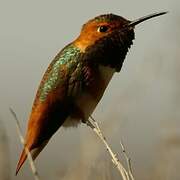 Allen's Hummingbird