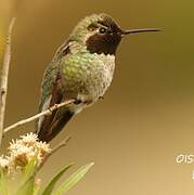 Anna's Hummingbird