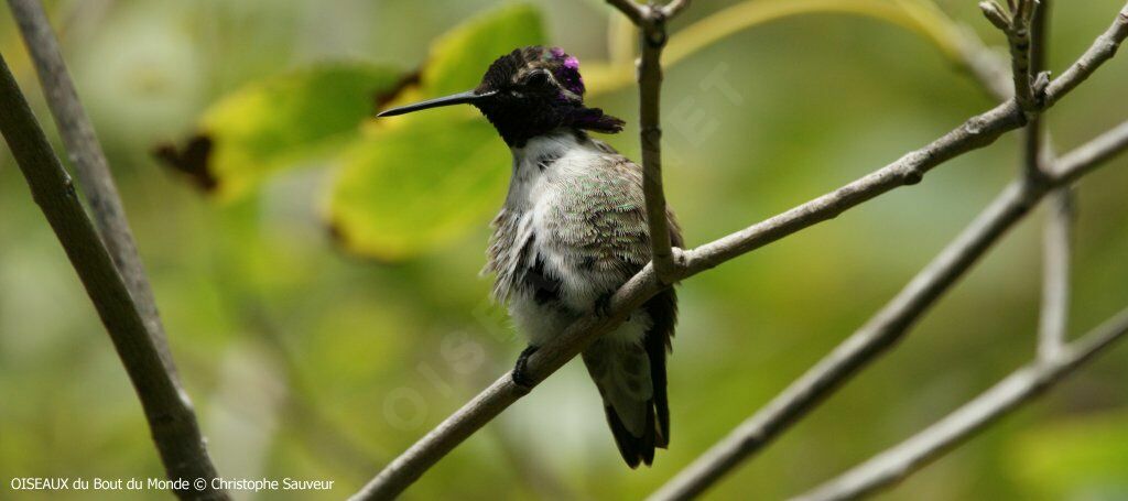 Costa's Hummingbird