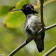 Costa's Hummingbird