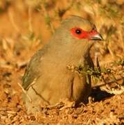 Red-faced Mousebird