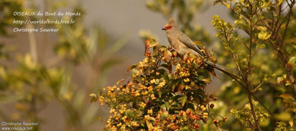 Red-faced Mousebirdadult, habitat, Behaviour