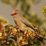 Red-faced Mousebird