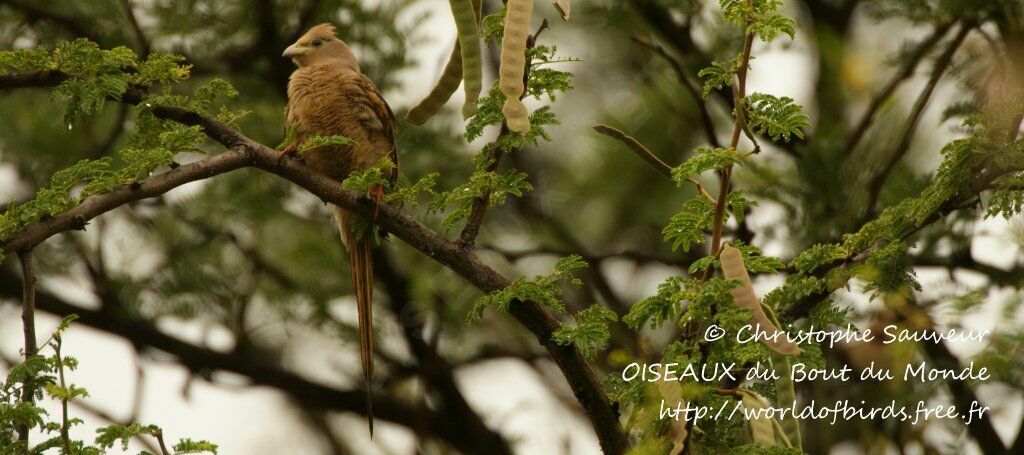 Speckled Mousebird