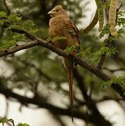 Speckled Mousebird