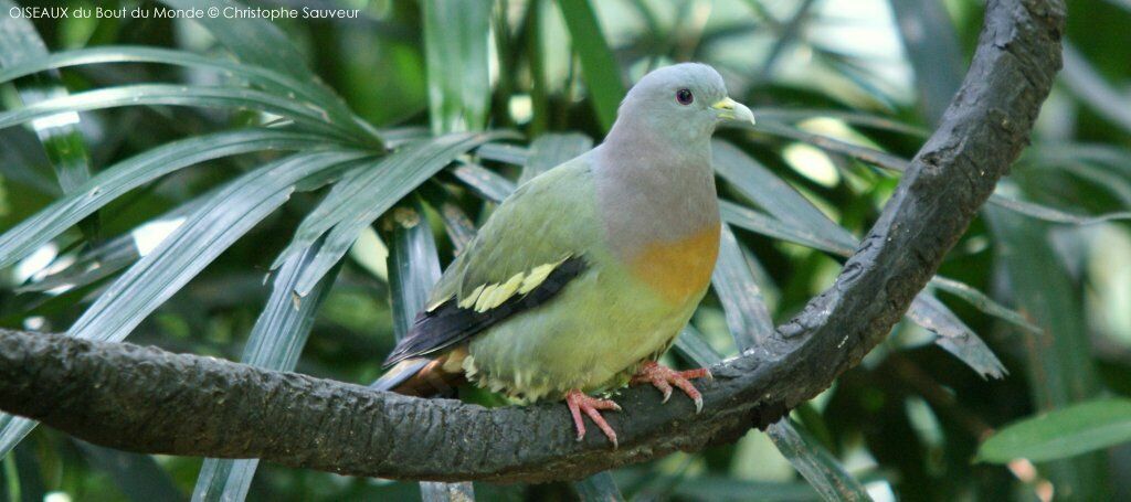 Pink-necked Green Pigeon