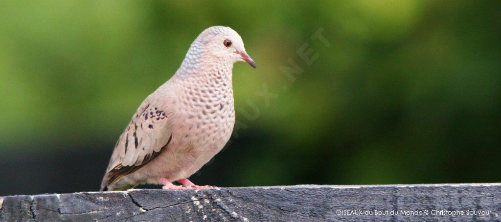 Common Ground Dove