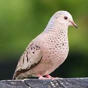 Common Ground Dove