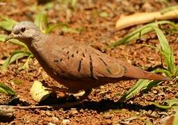 Ruddy Ground Dove