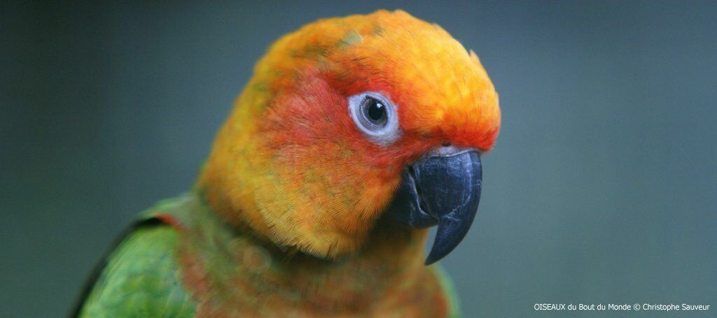 Golden-capped Parakeet