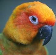 Golden-capped Parakeet