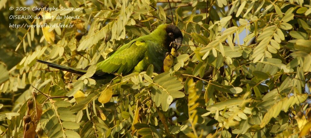 Conure nanday, identification, régime