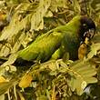 Conure nanday