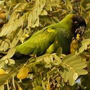 Conure nanday