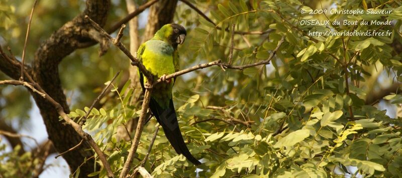 Nanday Parakeet, identification