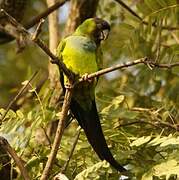 Conure nanday