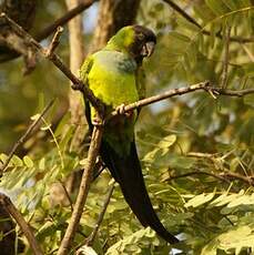 Conure nanday