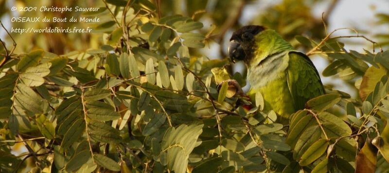 Nanday Parakeet, identification, feeding habits