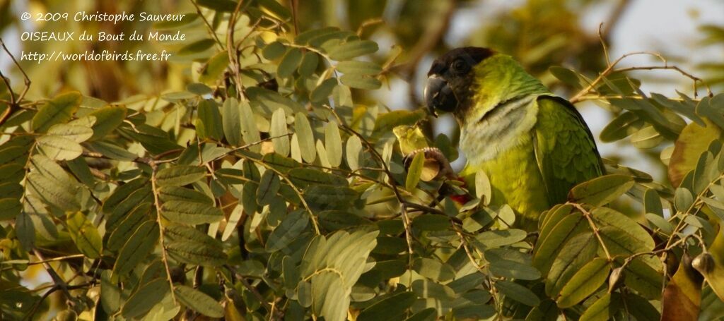 Nanday Parakeet, identification, feeding habits