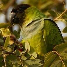 Conure nanday